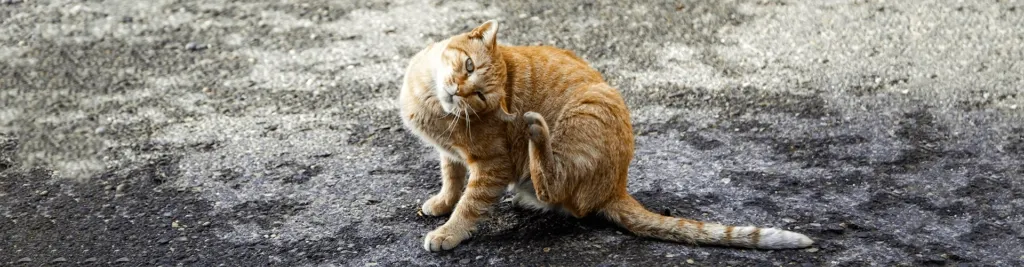 Orange getigerte Katze, die sich am Ohr kratzt, während sie auf einer strukturierten grauen Oberfläche sitzt.