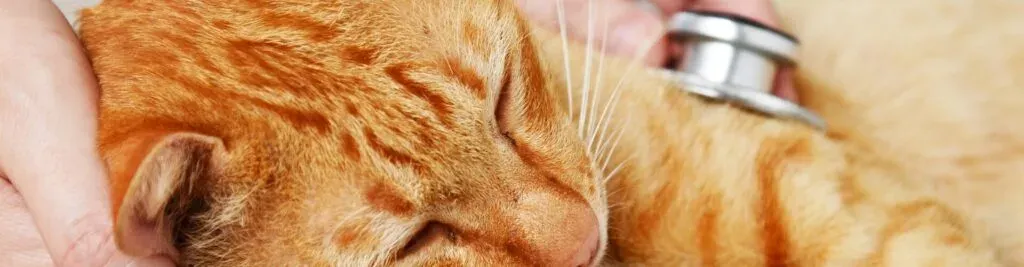 headerbild-katzenseuche-was-sie-ueber-die-viruserkrankung-wissen Eine rothaarige Katze wird mit einem Stethoskop untersucht und liegt ruhig mit geschlossenen Augen.