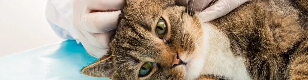 Eine getigerte Katze liegt auf einer blauen Fläche und wird von einer behandschuhten Hand am Ohr untersucht.