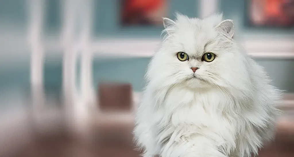 Plüschige weiße Perserkatze mit gelben Augen, die im Haus sitzt, mit einem unscharfen Hintergrund eines Zimmers