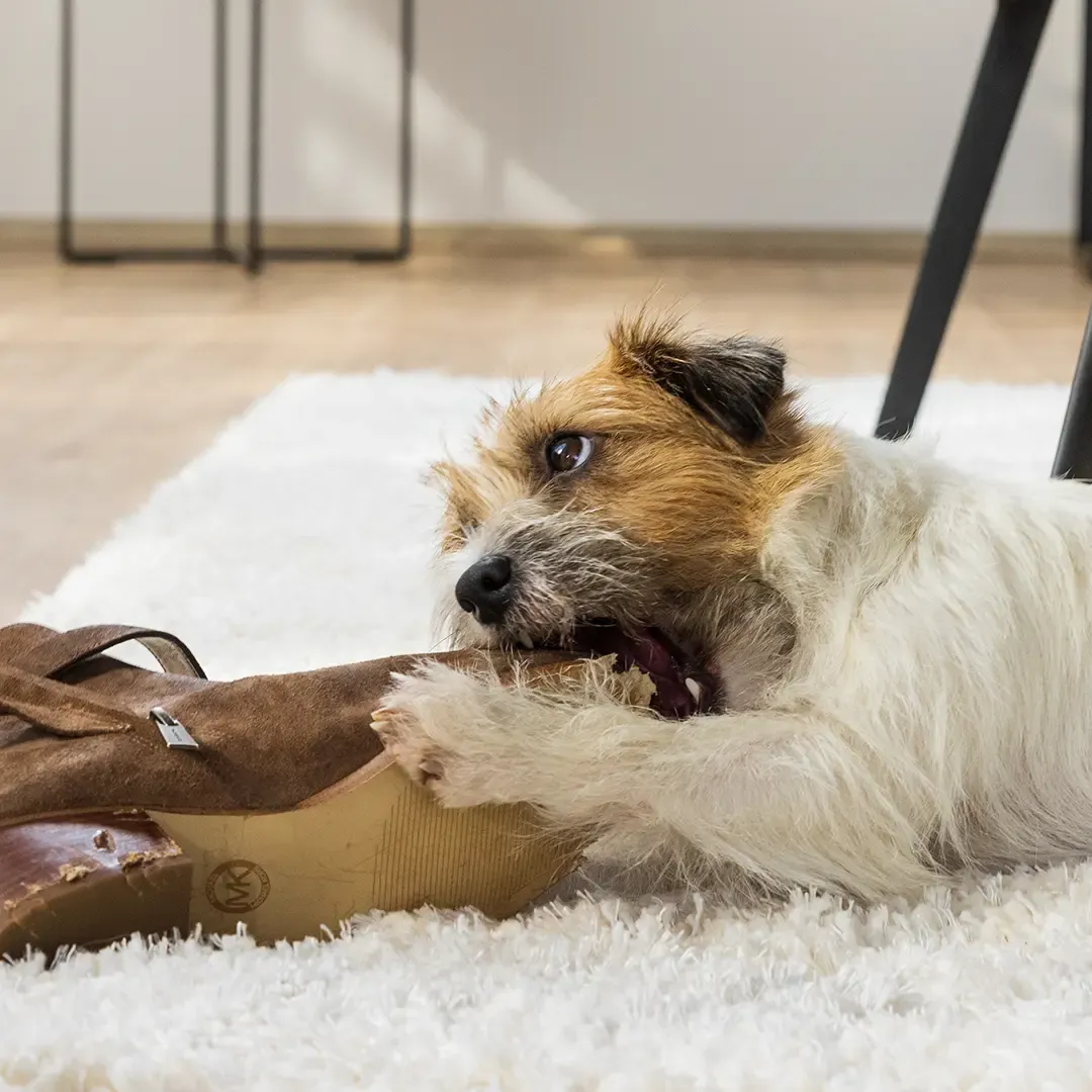 Ein kleiner Hund mit struppigem Fell kaut an einem braunen Schuh, während er auf einem weißen Teppich in einem hellen Raum liegt.