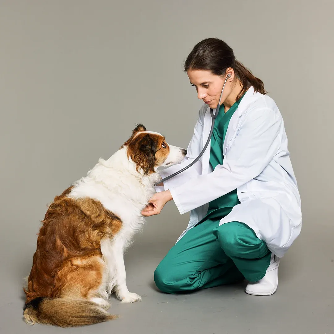 Tierarzt in weißem Kittel und grünem Kittel kniend, mit einem Stethoskop einen sitzenden braunen und weißen Hund vor grauem Hintergrund untersuchend.
