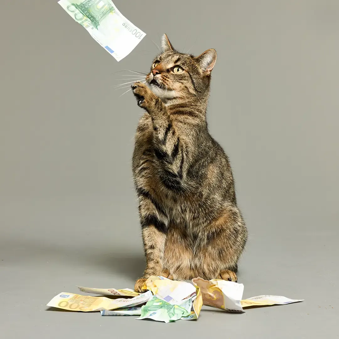 Gestreifte Katze, die spielerisch nach fliegenden Euroscheinen greift, mit weiteren zerknitterten Scheinen auf dem Boden.