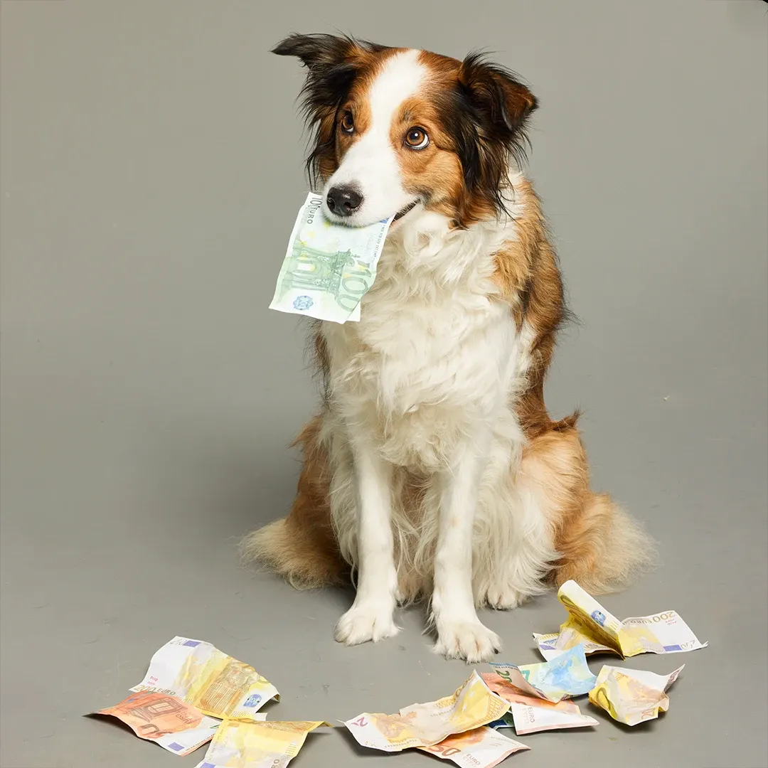 Ein Hund sitzt mit einer Banknote im Maul, umgeben von verstreuten Euroscheinen auf dem Boden vor einem schlichten Hintergrund.