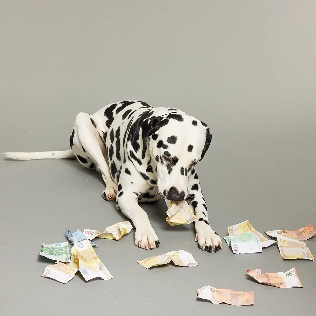 Auf dem Boden liegender Dalmatiner, der an einem Geldschein kaut, umgeben von verstreuten Euro-Scheinen auf grauem Hintergrund.