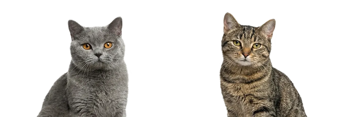 Zwei Katzen sitzen und schauen nach vorne