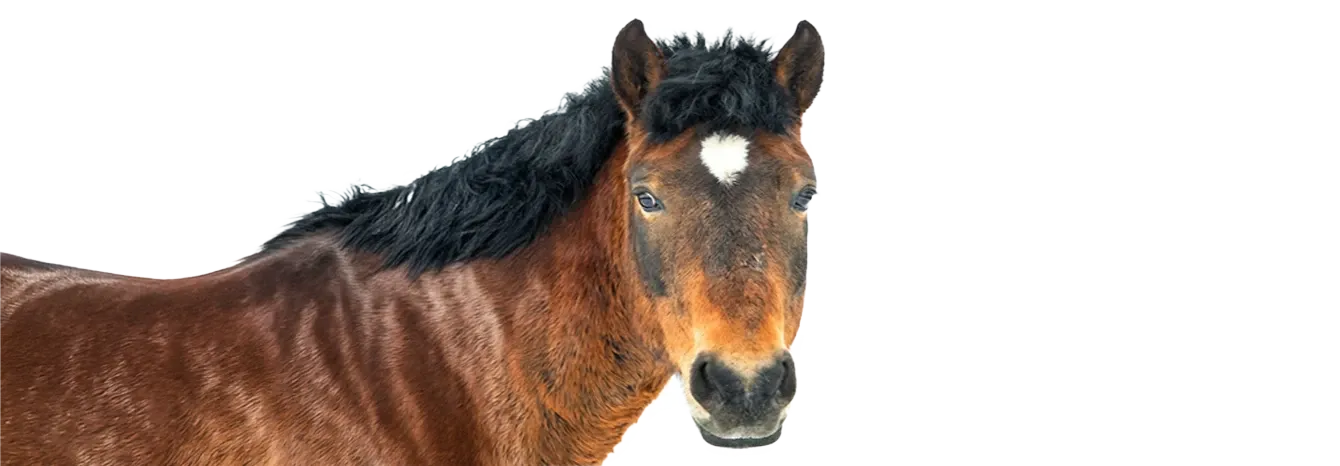 Pferd schaut nach vorne