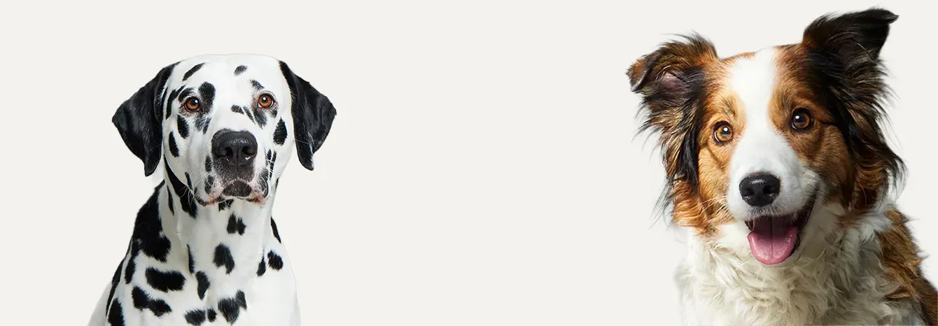 Ein Dalmatiner und Collie schauen zur Kamera