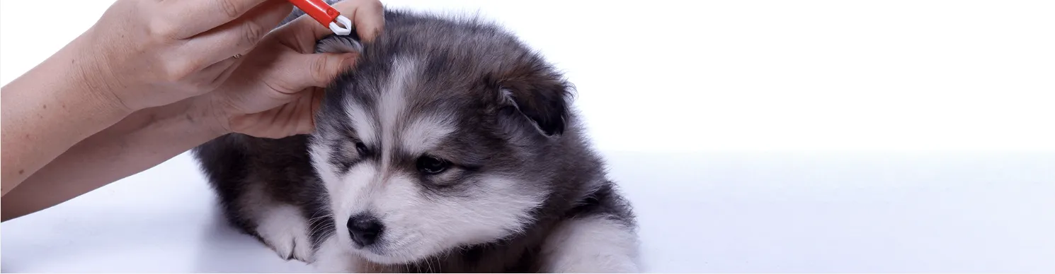 Person, die einem flauschigen Welpen eine Zecke aus dem Fell entfernt, vor einem schlichten weißen Hintergrund.