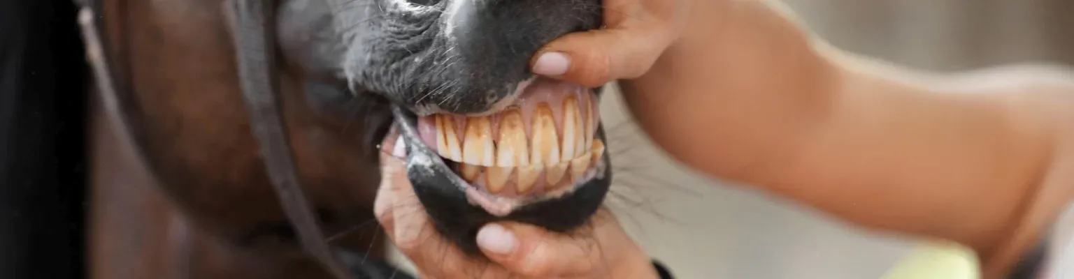 Person, die die Zähne eines Pferdes untersucht, indem sie die Oberlippe anhebt, wobei das Pferd ein Zaumzeug trägt.