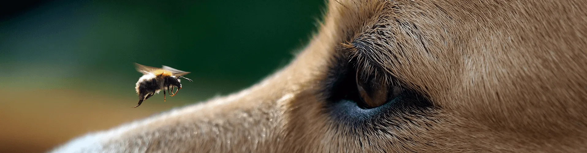 Nahaufnahme von Auge und Nase eines Hundes, der eine in der Nähe schwebende Biene beobachtet, vor einem verschwommenen grünen Hintergrund.