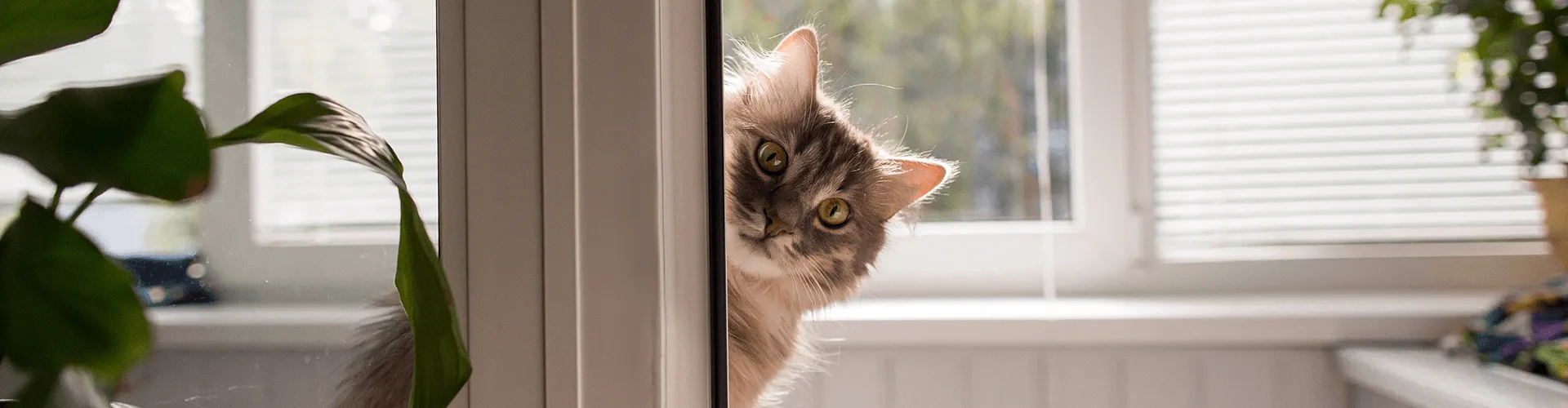 Eine flauschige graue Katze lugt im Haus um einen Türrahmen herum, während im Hintergrund das Sonnenlicht durch ein Fenster fällt.