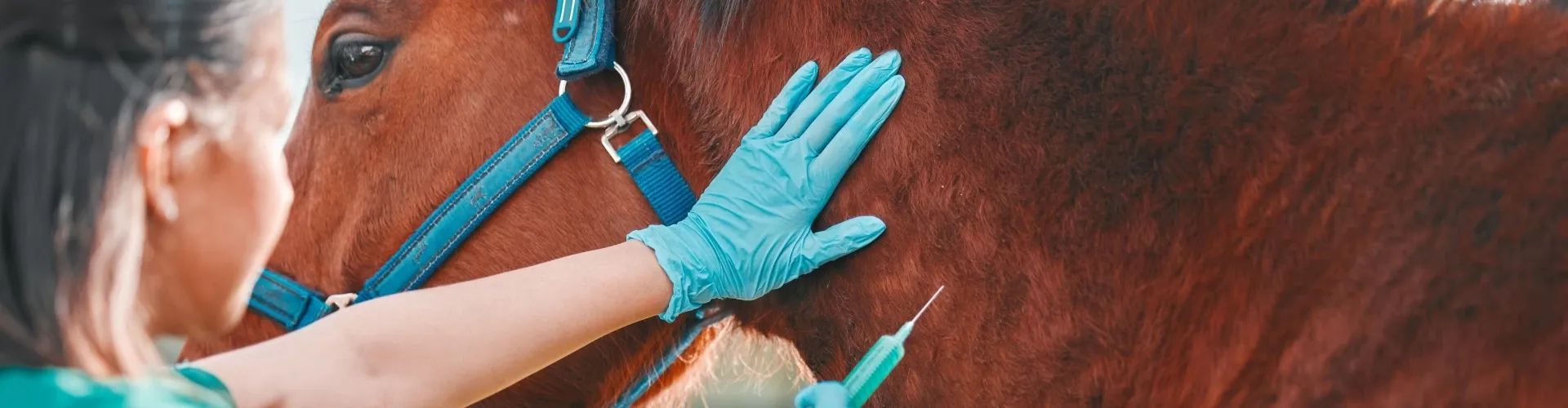 headerbild-die-wichtigsten-operationen-beim-pferd-und-ihre-kosten-im-ueberblick Eine Person mit blauen Handschuhen bereitet sich darauf vor, einem braunen Pferd mit blauem Halfter eine Spritze zu geben.