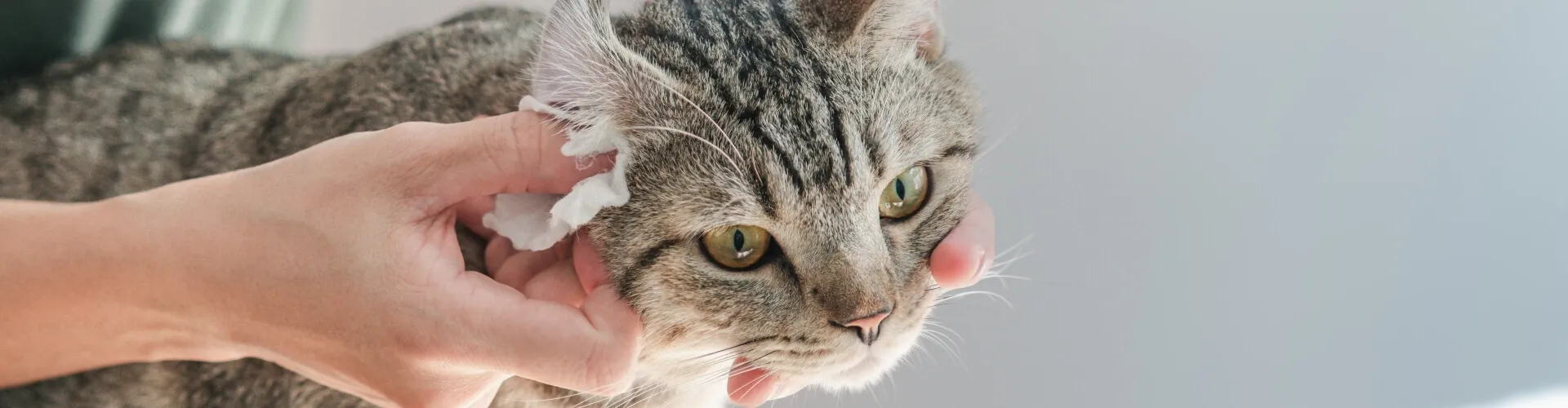 Eine Person reinigt sanft die Ohren einer getigerten Katze mit einem Wattebausch. Die Katze sieht ruhig und zufrieden aus.