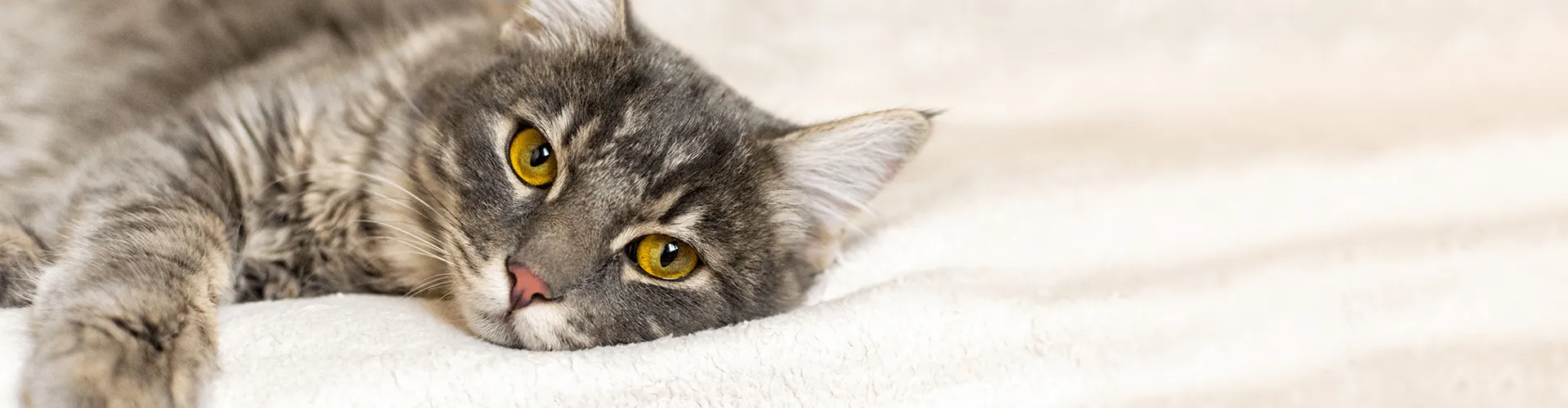 Grau getigerte Katze mit goldenen Augen, die auf einer weichen, weißen Unterlage liegt und direkt in die Kamera schaut.