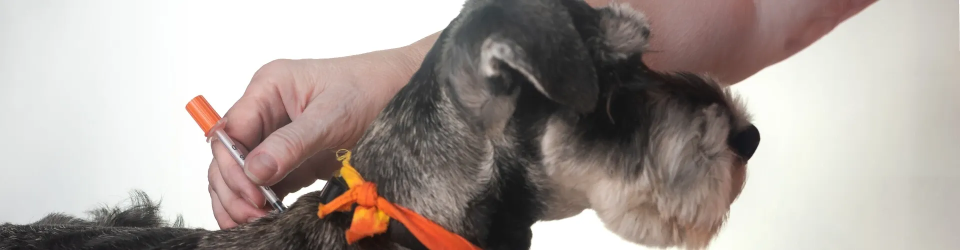 Ein Hund, der ein orangefarbenes Halsband trägt, wird von einer Person mit einer Spritze geimpft, vor einem schlichten weißen Hintergrund.