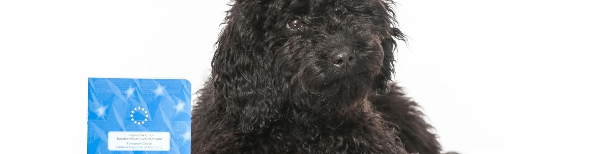 Ein flauschiger schwarzer Hund sitzt neben einem blauen europäischen Heimtierausweis vor einem weißen Hintergrund.