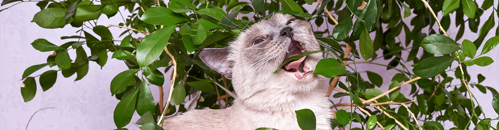 Eine Katze, die spielerisch in grüne Blätter beißt oder darauf herumkaut, umgeben von Laub.