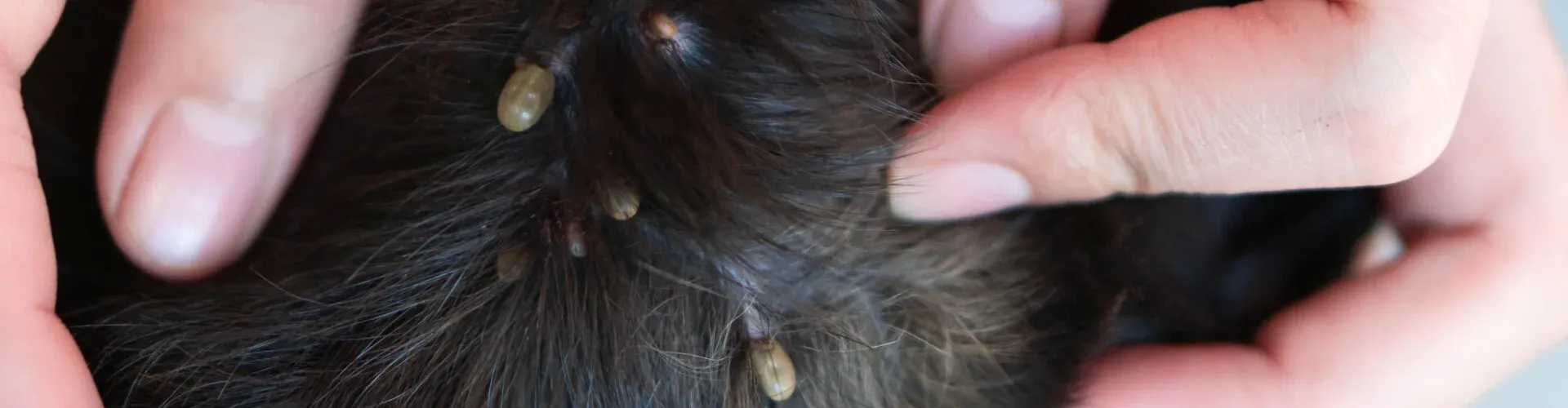 Fell eines Hundes ist mit Zecken übersäht.