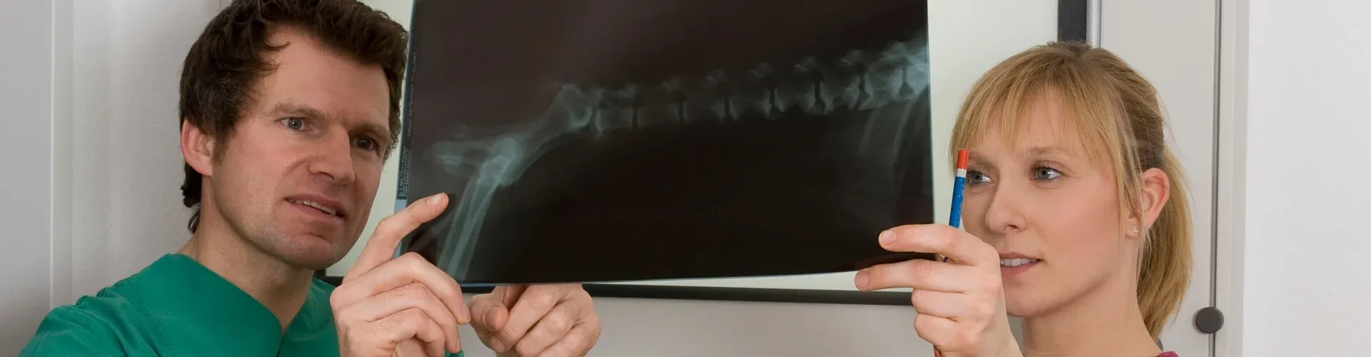 Zwei Tierärzte untersuchen ein Röntgenbild der Wirbelsäule eines Tieres und halten es gegen das Licht. Sie wirken konzentriert und analytisch.