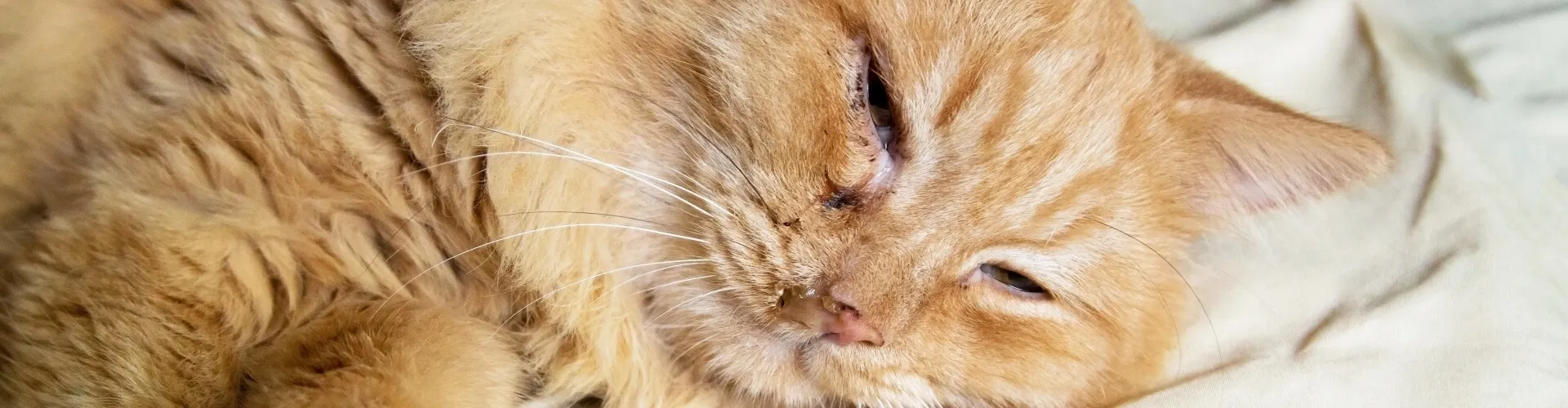 Orange Katze liegt auf einem Kissen und ist sichtlich an Peritonitis erkrankt