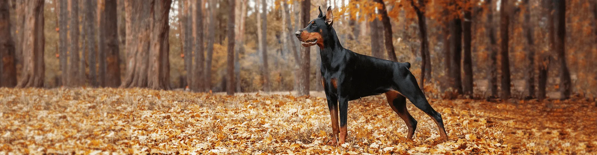 Ein Dobermann steht wachsam in einem Wald, in dem herabgefallene Blätter den Boden bedecken.