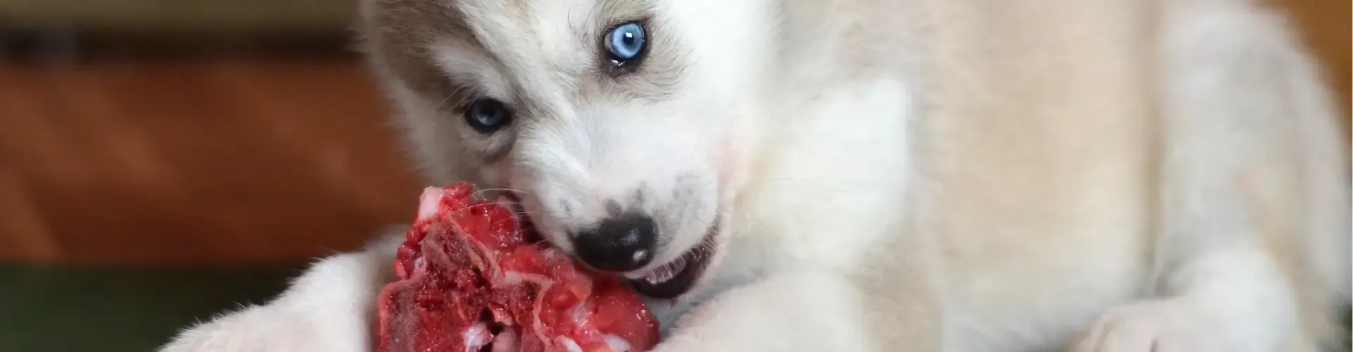 Ein Husky-Welpe mit auffallend blauen Augen kaut auf einem Stück rohem Fleisch.