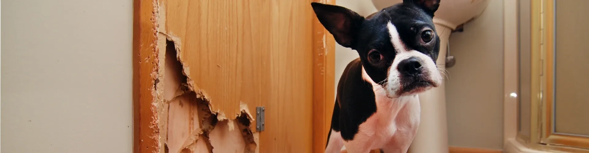 Ein schwarz-weißer Hund schaut unschuldig neben einem Holzschrank auf, der ein großes, zerkautes Loch hat.