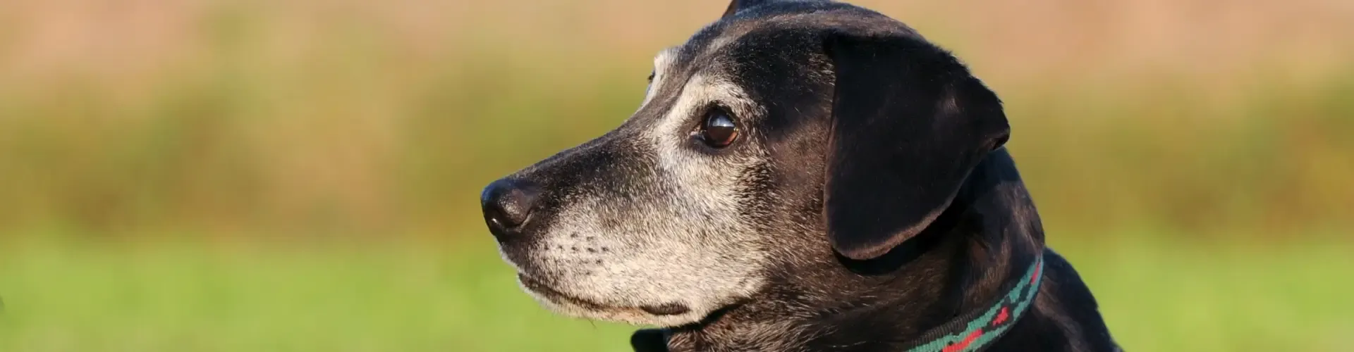 Nahaufnahme eines älteren schwarzen Hundes mit grauer Schnauze, der vor einem unscharfen grünen und braunen Hintergrund zur Seite schaut.