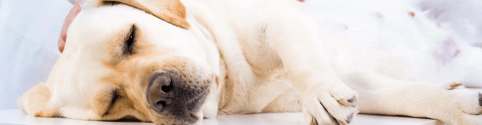 Ein gelber Labrador Retriever schläft friedlich auf einer weißen Fläche, während eine Hand sanft seinen Rücken streichelt.