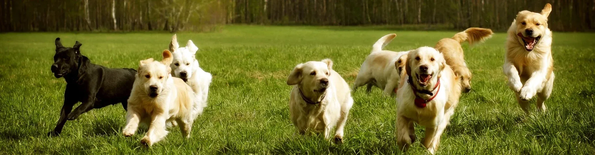 Eine Gruppe von Hunden, darunter Golden Retriever und ein schwarzer Labrador, rennt fröhlich auf einer Wiese mit Bäumen im Hintergrund.