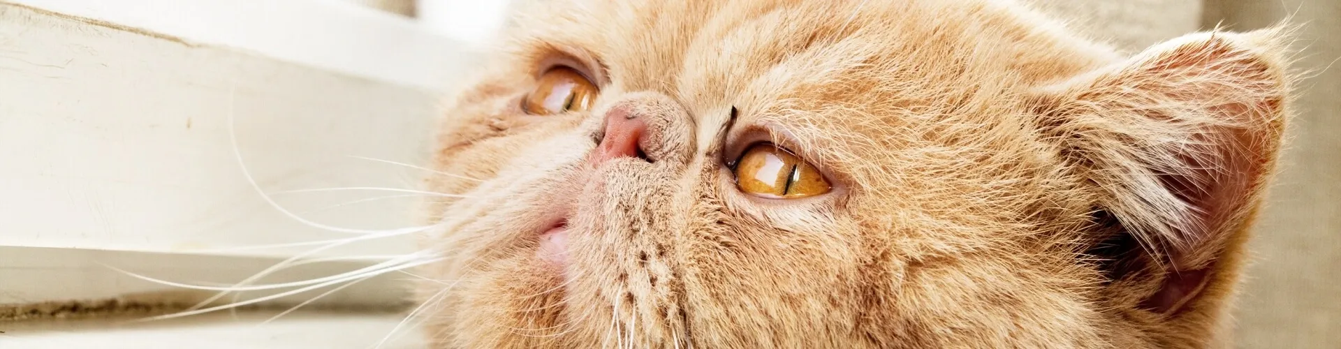 Nahaufnahme einer Perserkatze mit orangefarbenen Augen und flauschigem Fell, die in der Nähe eines Fensters nach oben blickt, wobei das weiche Licht ihre Gesichtszüge hervorhebt.