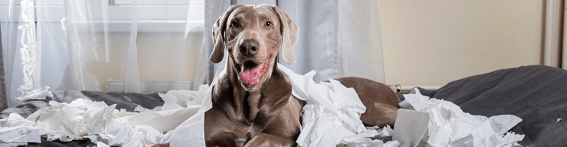 Ein grauer Hund sitzt auf einem Bett, umgeben von zerrissenen Papierstücken, mit offenem Maul und gespitzten Ohren.