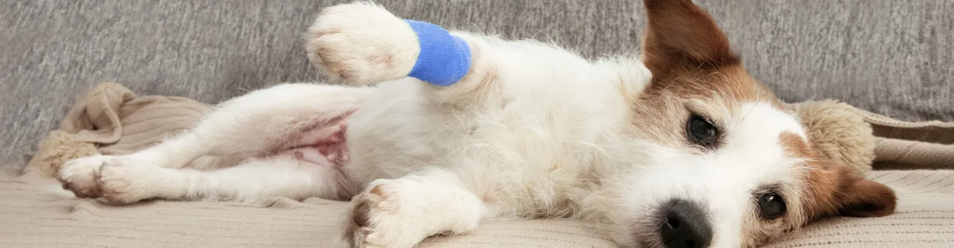 Ein kleiner Hund mit einem blauen Verband am Vorderbein liegt auf einer grauen Couch und sieht entspannt und bequem aus.