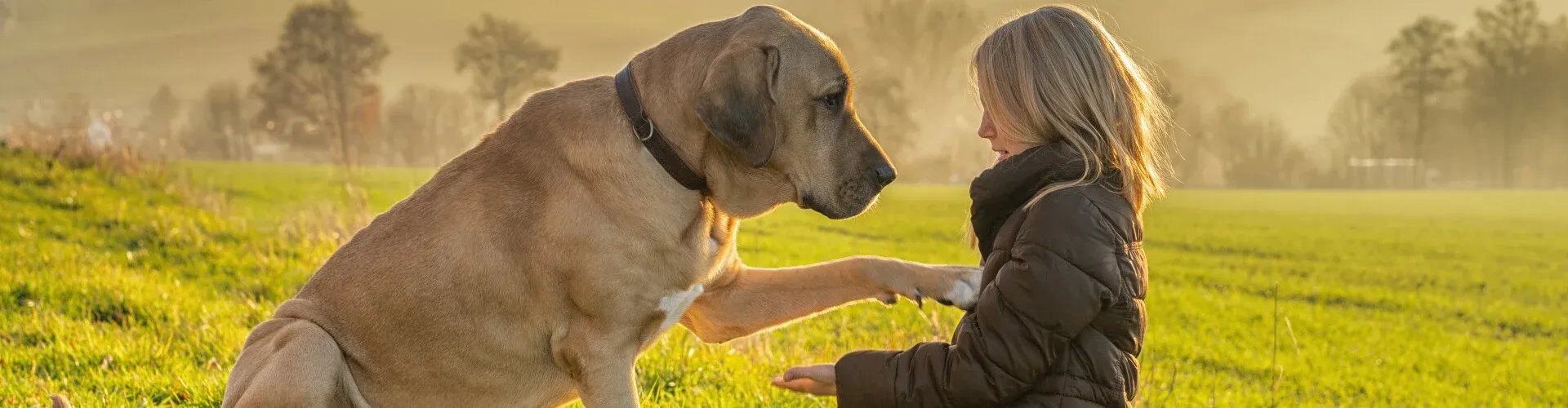 Ein großer Hund gibt einem Kind in einer braunen Jacke, das bei Sonnenuntergang auf einer Wiese sitzt, seine Pfote.