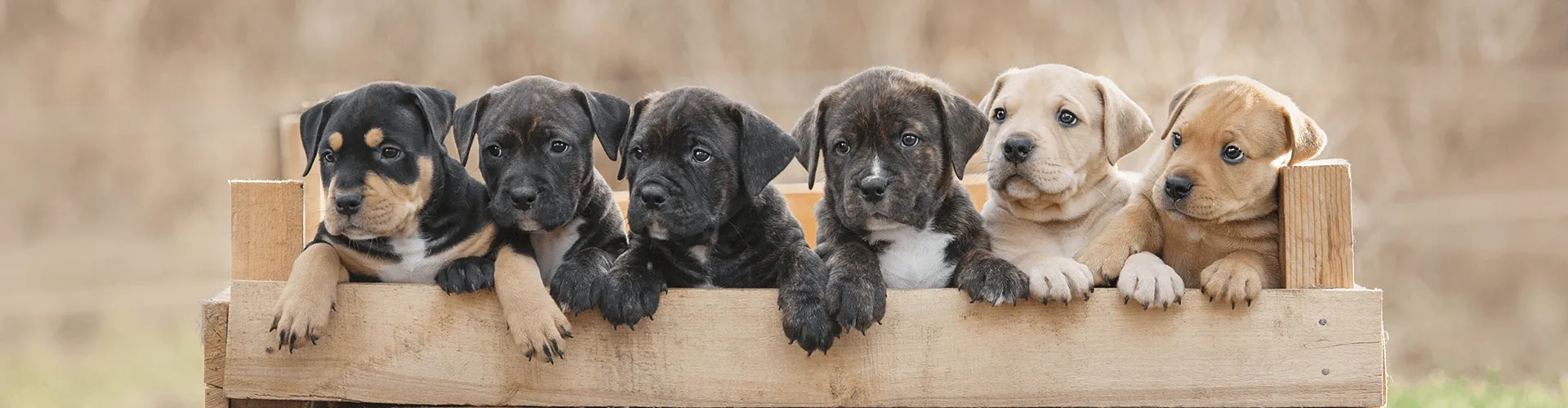 Fünf verschiedenfarbige Welpen sitzen in einer Holzkiste und schauen neugierig nach vorne, vor einem unscharfen Hintergrund im Freien.