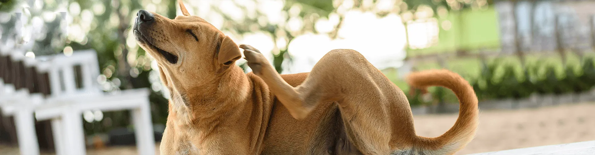 Ein brauner Hund, der sich mit seinem Hinterbein am Ohr kratzt, sitzt im Freien, mit verschwommenem Grün im Hintergrund.