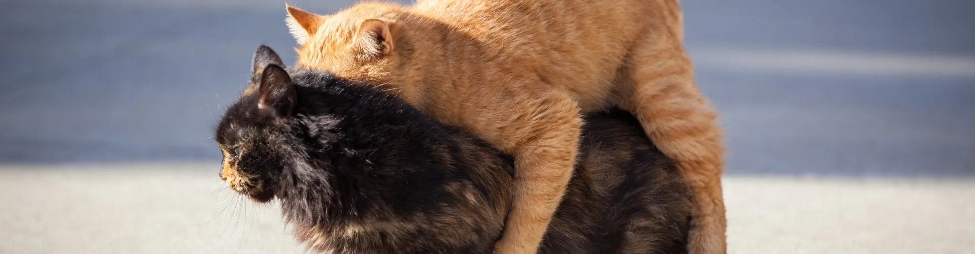 Zwei Katzen, eine orange und eine schwarze pflanzen sich fort. Die Orange Katze das Männchen besteigt die schwarze