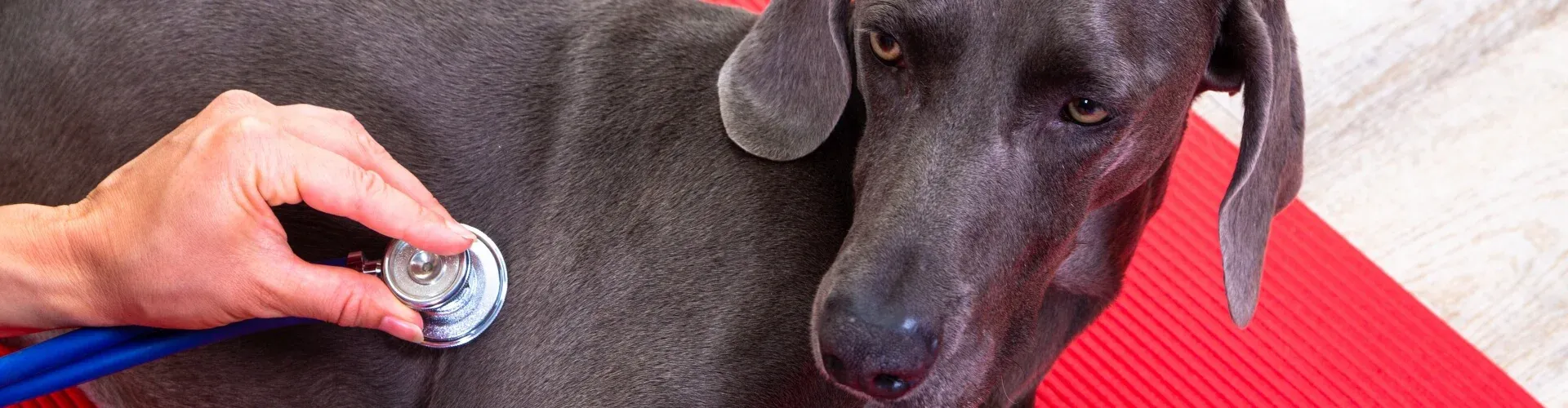 Weimaraner liegt auf dem Boden. Ein Arzt hört sein Herz ab.