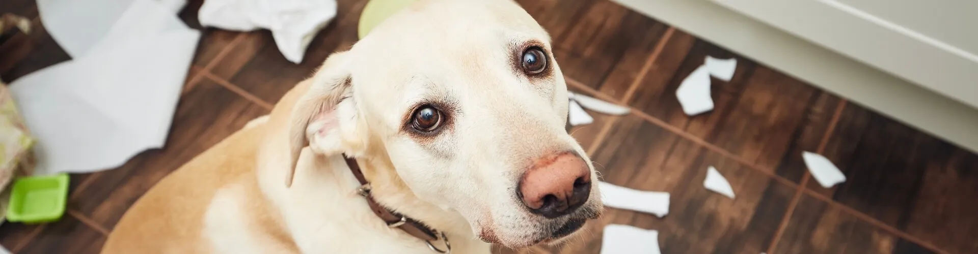 Ein schuldbewusst aussehender Labrador, der inmitten von zerrissenem Papier auf einem Holzboden liegt und mit unschuldigem Blick nach oben blickt.