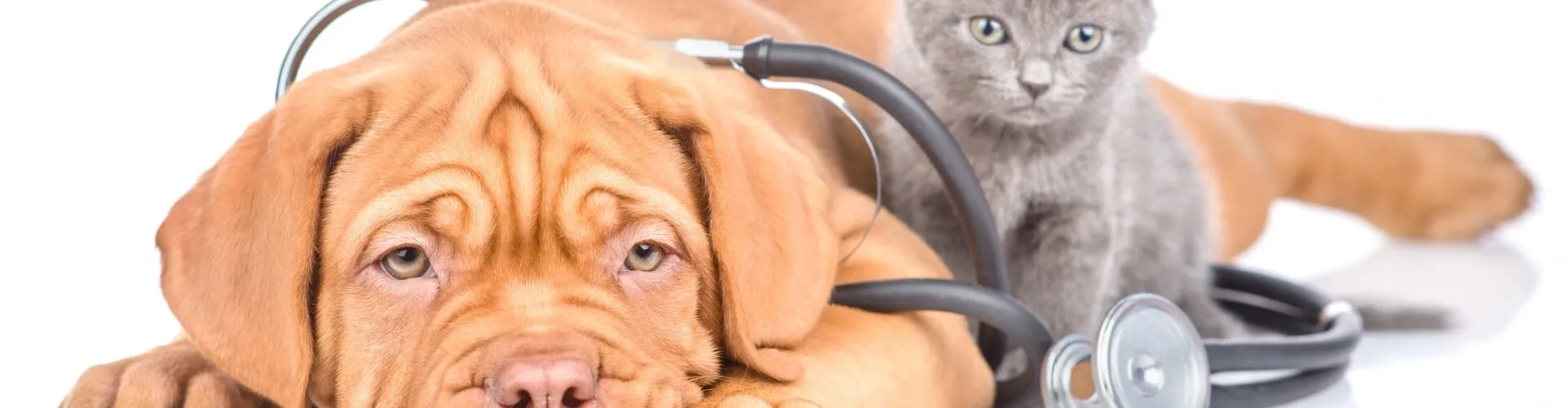Ein brauner Welpe und ein graues Kätzchen liegen nebeneinander, wobei ein Stethoskop über dem Welpen hängt, was auf ein tierärztliches Thema hindeutet.