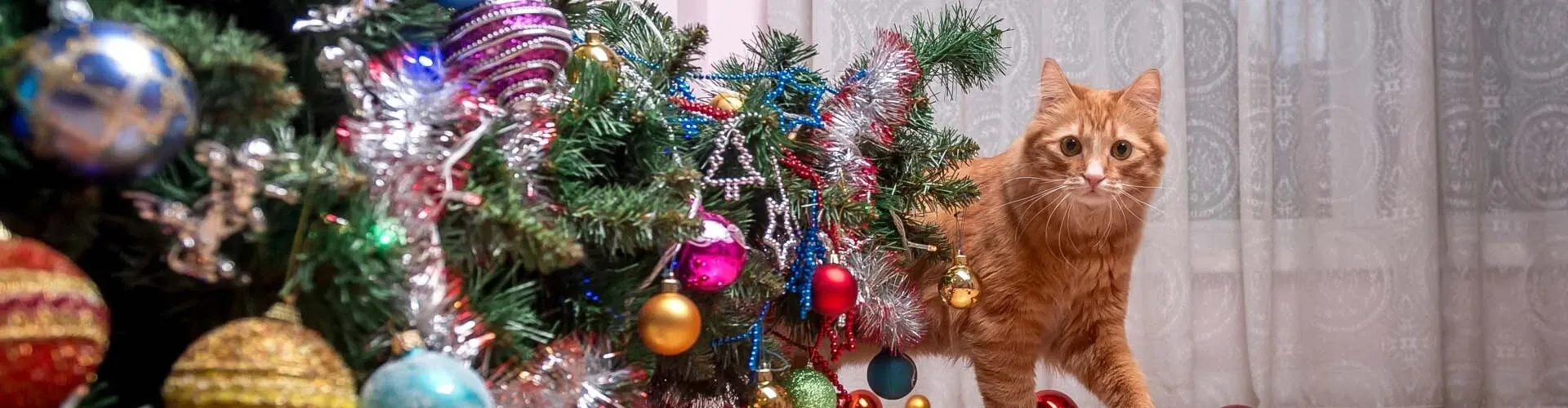 Orangefarbene Katze neben einem geschmückten Weihnachtsbaum mit bunten Ornamenten und Lametta, in einem Raum mit hellen Vorhängen.