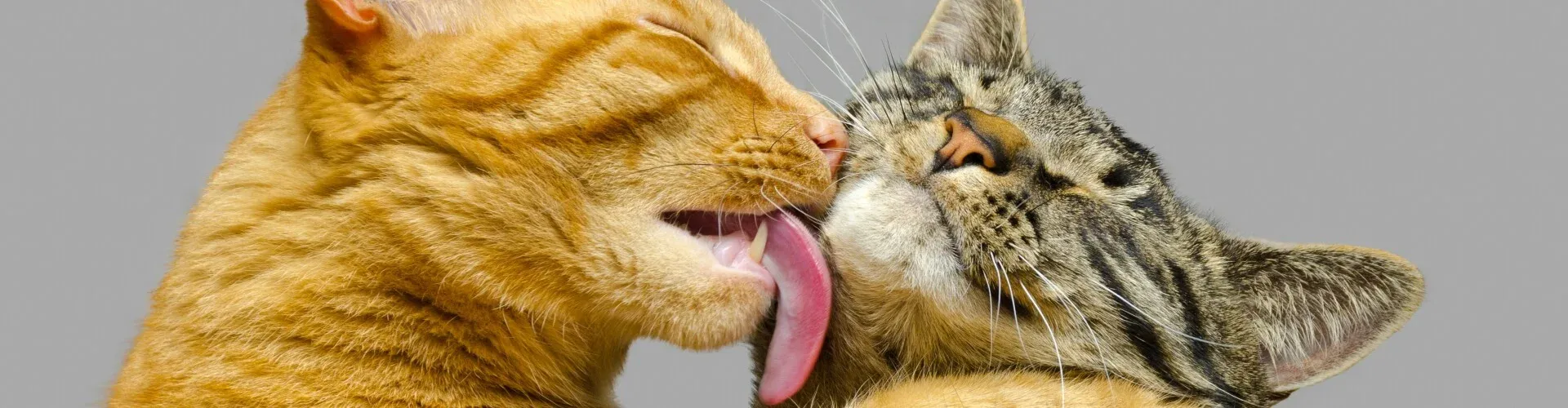 Zwei Katzen putzen sich gegenseitig; eine orange getigerte Katze leckt eine grau getigerte. Beide haben geschlossene Augen und zeigen Zuneigung vor einem grauen Hintergrund.