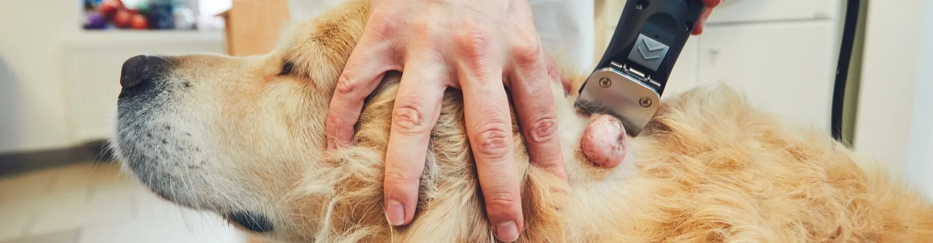 Ein Golden Retriever wird mit einer Schermaschine bearbeitet rund um einen Tumor, während eine Hand sanft sein Fell hält.