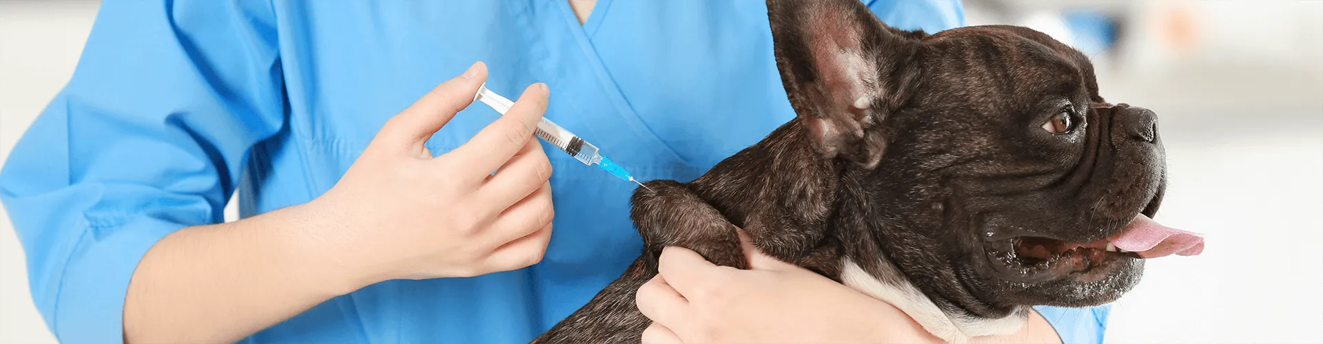 Ein Tierarzt in blauem Kittel impft eine ruhige Französische Bulldogge.