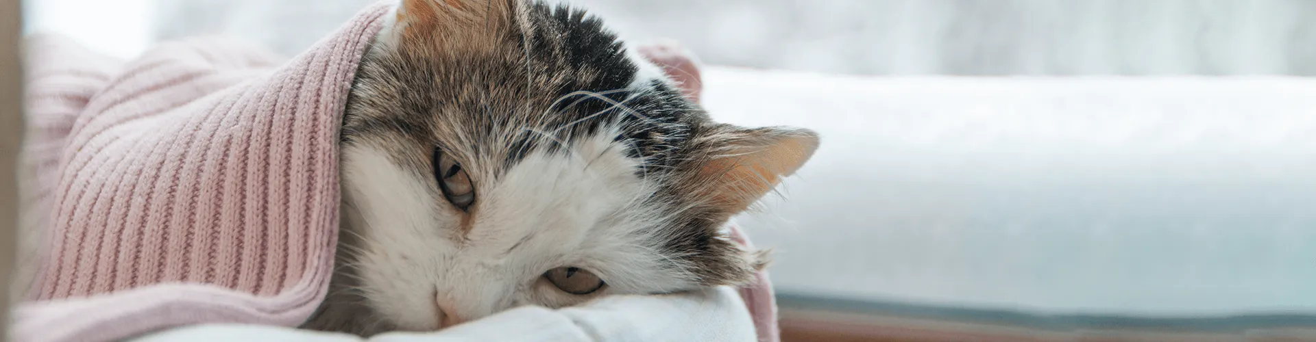 Eine flauschige Katze, eingewickelt in eine rosafarbene Decke, liegt gemütlich auf einer weißen Fläche und blickt mit halbgeschlossenen Augen sanft vor sich hin.
