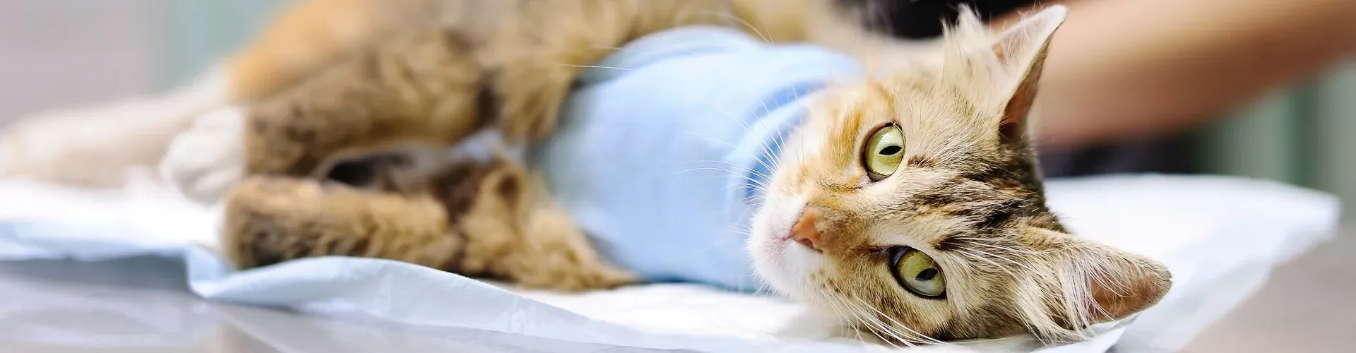 Eine Katze mit einem blauen Verband liegt auf dem Tisch eines Tierarztes und schaut mit wachen Augen in die Kamera.