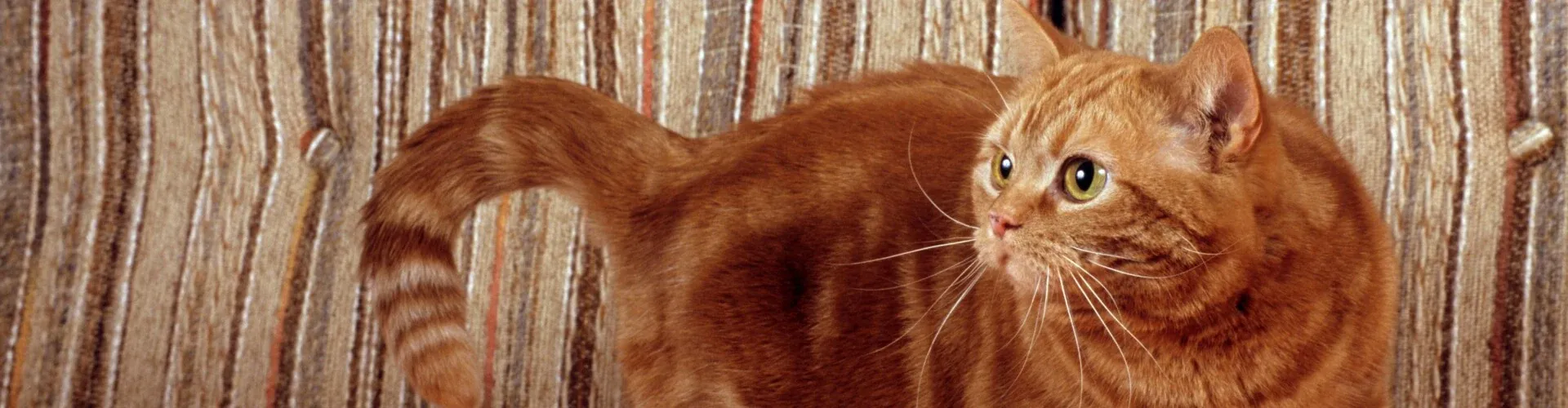 Eine rothaarige Katze mit großen Augen steht aufmerksam auf einem Sessel