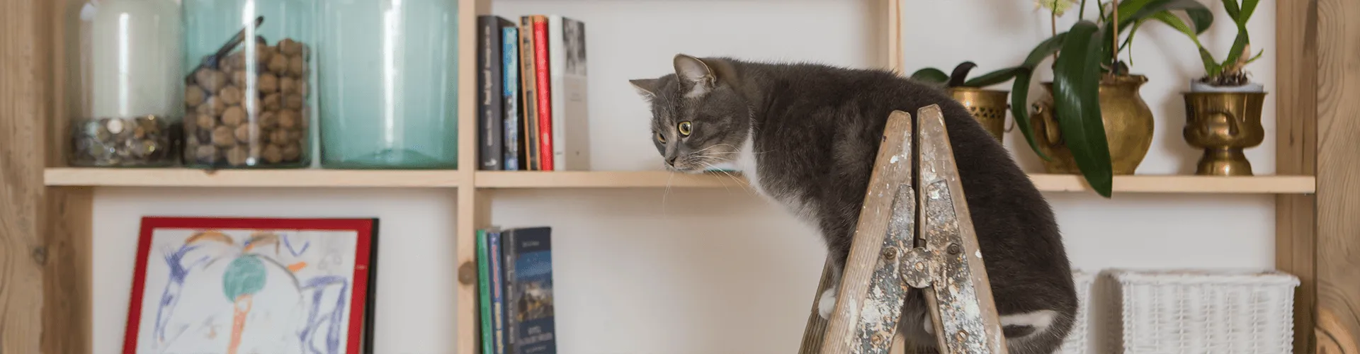 Eine graue Katze hockt auf einer Holzleiter neben einem Bücherregal mit Büchern, Gläsern und Pflanzen.