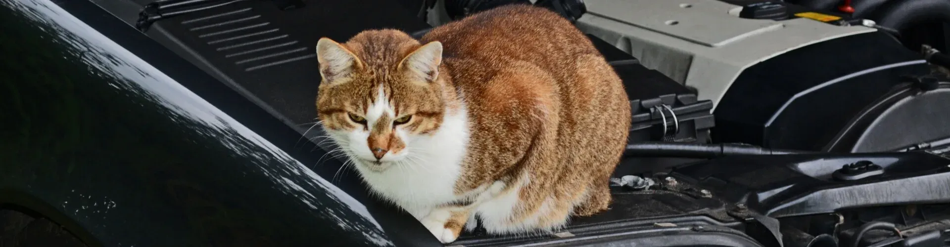 Eine braun-weiße Katze sitzt auf der Kante einer offenen Motorhaube und schaut in die Kamera.